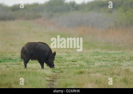 Le sanglier (Sus scrofa), Seadrift au Texas Banque D'Images