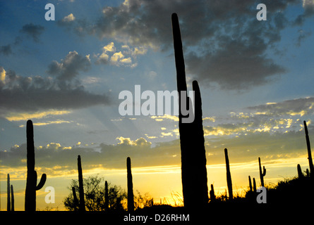Coucher du soleil à Saguaro National Monument, Tucson, Arizona, USA Banque D'Images