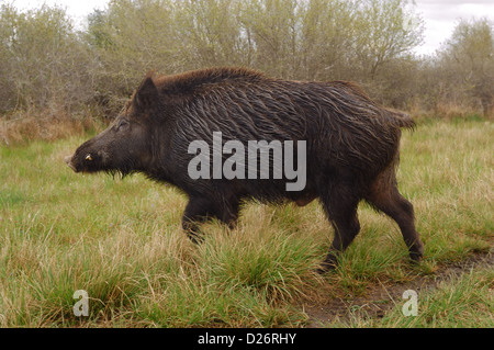 Le sanglier (Sus scrofa), Seadrift au Texas Banque D'Images