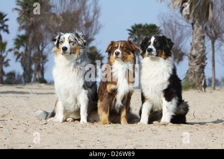 Chien Berger Australien Aussie / trois adultes assis (bleu merle, noir, rouge tricolor tricolor) sur la plage Banque D'Images