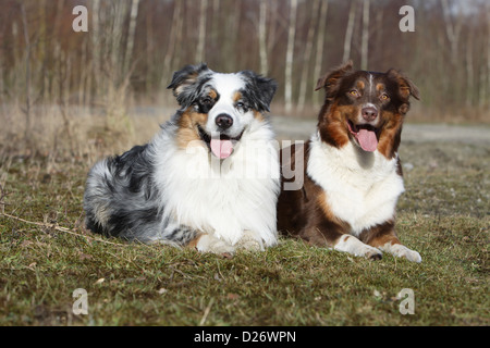 Chien Berger Australien Aussie / deux adultes (Bleu Merle et tricolore rouge) Banque D'Images