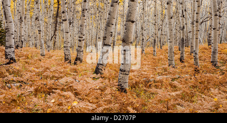 USA, Utah, tremble forêt en automne Banque D'Images