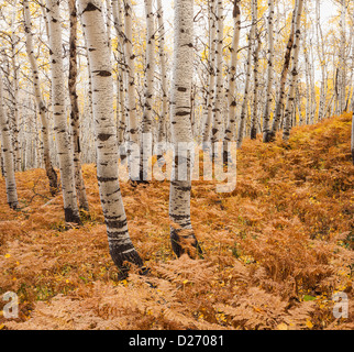 USA, Utah, tremble forêt en automne Banque D'Images