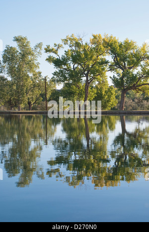 Arbres 'dance' autour de Park Lake, connue comme la plus importante du monde de la piscine. Ce magnifique lac est situé à Santa Rosa. Banque D'Images