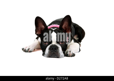 Studio portrait d'un Froston (Bouledogue Français x Boston Terrier) établissant et isolé sur un fond blanc. Banque D'Images