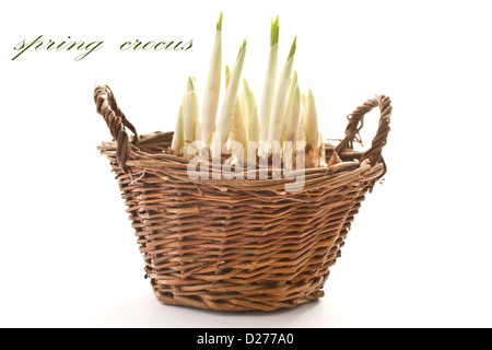 Les pousses de printemps crocus dans un panier sur un fond blanc Banque D'Images