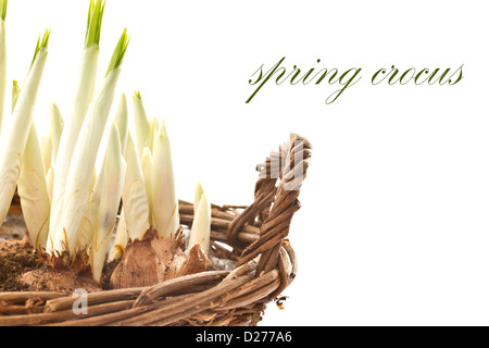 Les pousses de printemps crocus dans un panier sur un fond blanc Banque D'Images