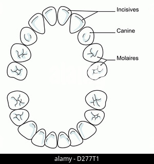 Dent de lait, dessin Banque D'Images