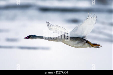 Cygne trompette (Cygnus buccinator) en vol. Banque D'Images