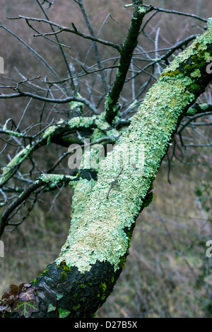 Lichen vert épais croissant sur branche d'arbre noir Banque D'Images