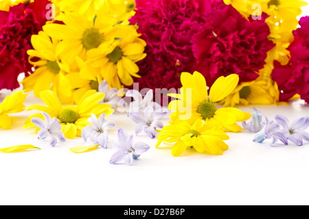 Chrysanthèmes jaunes et d'œillets rouges sur fond blanc Banque D'Images