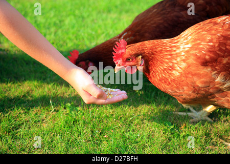 Le poulet étant nourries par childs hand in garden Banque D'Images