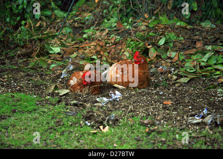 Deux poulets ayant un bain ensemble dans le Kent en Angleterre, le jardin Banque D'Images