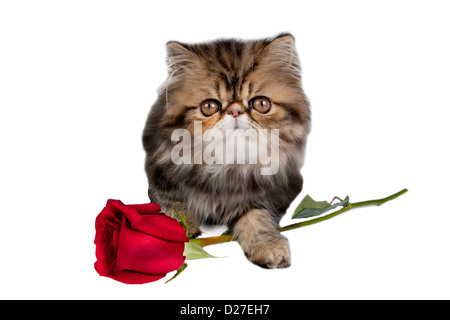 Mignon chaton persan avec une rose rouge pour l'heure actuelle. Banque D'Images