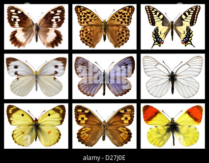 Mosaïque neuf photos de papillons français Banque D'Images