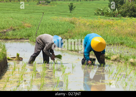 BALI - 15 février. Exploitant agricole travaillant dans les champs paddy le 15 février 2012 à Bali, Indonésie. Banque D'Images