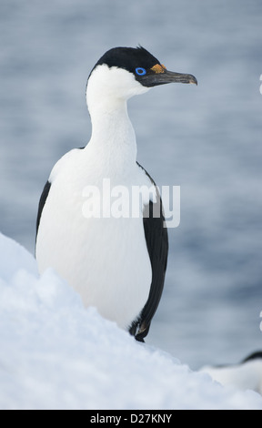 Les yeux bleus de l'antarctique se tape assis sur la neige. Banque D'Images