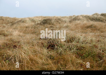 La couverture de graminées et de carex une dune de sable en mer Palling, Norfolk, UK Banque D'Images