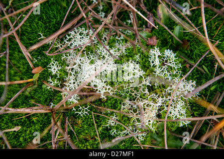 Lichen de renne (Cladonia portentosa) avec des haies, des herbes et de la mousse Banque D'Images