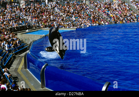 L'épaulard saluer une foule ravie à Shamu Stadium, Sea World de Californie, San Diego, Californie, USA. Banque D'Images