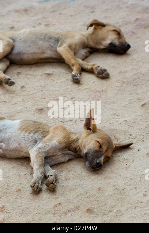 Deux chiots de sous-alimentation très fines de dormir sur le plancher, dans un village de l'Inde rurale. L'Inde Banque D'Images