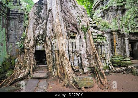 Angkor Wat, au Cambodge - Strangler fig (Ficus sp.) les racines des arbres sur le Preah KhanTemple, Banque D'Images