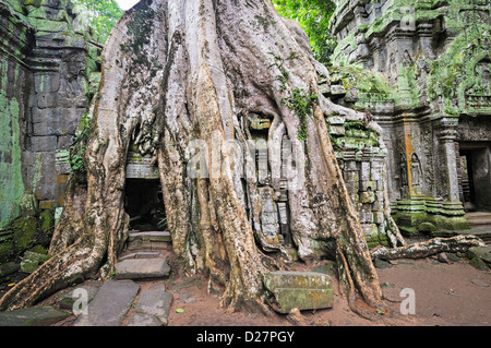 Angkor Wat, Cambodge - figue étrangleuse (Ficus sp.) Racines d'arbres sur le temple de Preah Khan Banque D'Images