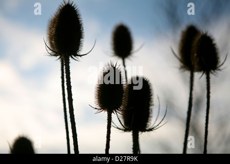 Silhouette de plusieurs têtes de graines séchées à thé (Dipsacus fullonum) communes, pour l'hiver. Banque D'Images