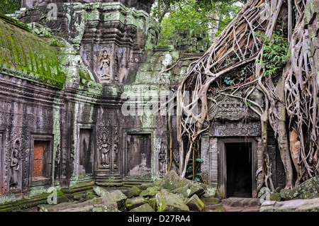 Angkor Wat, au Cambodge - Strangler fig (Ficus sp.) les racines des arbres sur l'ancien Temple Preah Khan Banque D'Images