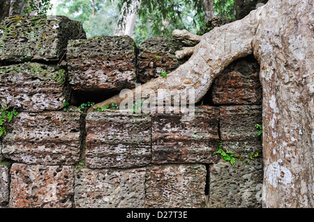 Strangler fig (Ficus sp.) les racines des arbres à Preah KhanTemple, Angkor Wat, au Cambodge Banque D'Images