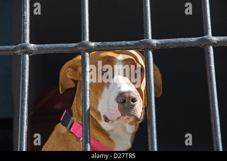 Chien assis derrière la fenêtre barrée Banque D'Images