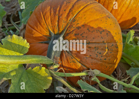 Citrouille mûre 'Big Max' sur 'vigne' Cucurbita maxima Banque D'Images