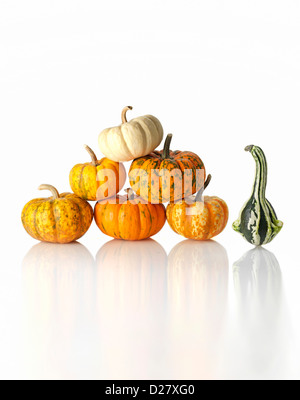 Un Gourd à côté pile de petites citrouilles sur fond blanc Banque D'Images