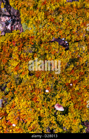 Les lichens aux couleurs vives sur le tronc de l'arbre Banque D'Images