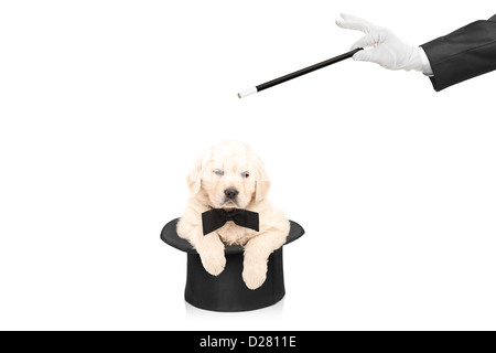 Petit chien en haut de forme et la main avec une baguette magique isolé sur fond blanc Banque D'Images