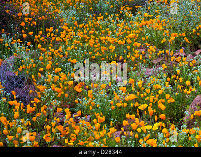 Or mexicain coquelicots, désert de Sonora, en Arizona. USA Banque D'Images