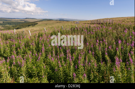 Paysage d'Auvergne, avec Epilobium angustifolium. Banque D'Images