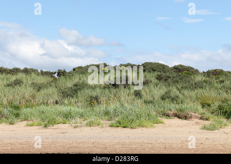 Dunes de sable sur Troon South Beach à Ayrshire, Écosse, Royaume-Uni Banque D'Images