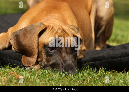 Dogue Allemand chien dogue fauve / Deutsche chiot dormir sur un tapis Banque D'Images