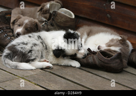 Chiots Border Collie chien dormir sur une chaussure Banque D'Images