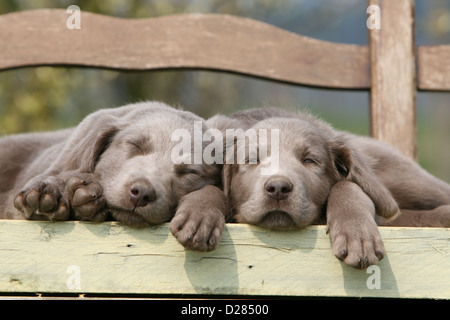 Chiens d'arrêt deux chiots dormant sur un banc Banque D'Images