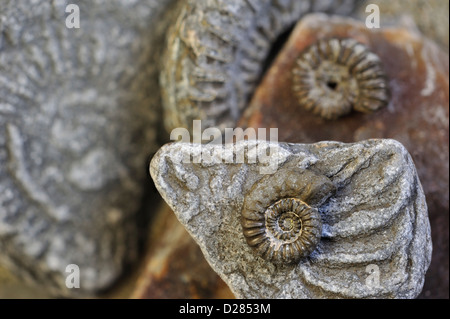 Promicroceras planicosta (fossiles d'ammonites) sur plage de galets, Lyme Regis le long de la Côte Jurassique, Dorset, dans le sud de l'Angleterre, Royaume-Uni Banque D'Images