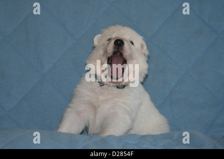 Berger Blanc Suisse / Chien Berger Blanc Suisse chiot le bâillement on blanket Banque D'Images