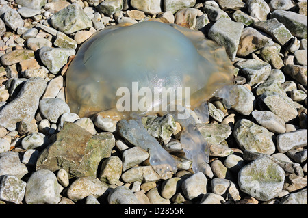 Les méduses de fourreau / poubelle-lid jellyfish (Rhizostoma pulmo Rhizostoma octopus /) plage de galets sur le rivage Banque D'Images