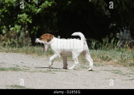 Chien Parson Russell Terrier puppy bâillement Banque D'Images