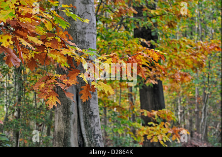 Feuilles à l'automne couleurs de northern red oak / chêne (Quercus rubra / Quercus borealis) dans les forêts à larges feuilles Banque D'Images
