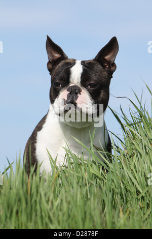 Chien Boston Terrier blanc et bringé (adultes) portrait Banque D'Images