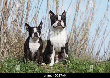 Chien Boston Terrier deux adultes (blanc et bringé) assis dans un pré Banque D'Images