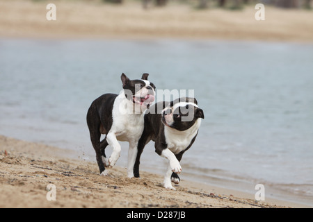 Chien Boston Terrier deux adultes (blanc et bringé) s'exécutant sur la plage Banque D'Images