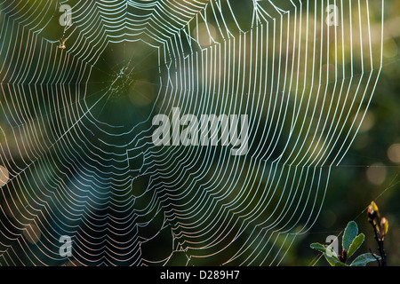 La rosée du matin sur un lit d'araignée dans le Maine Banque D'Images